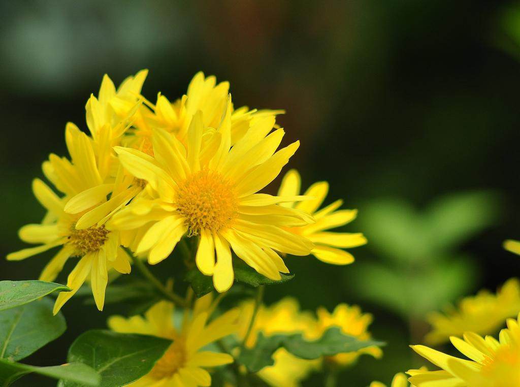 清明掃墓送什么花