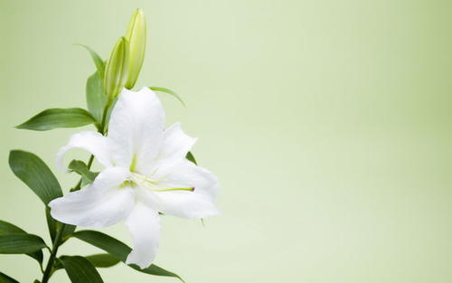 清明掃墓送什么花