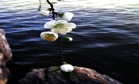 藏族喪葬的禮儀與禁忌 