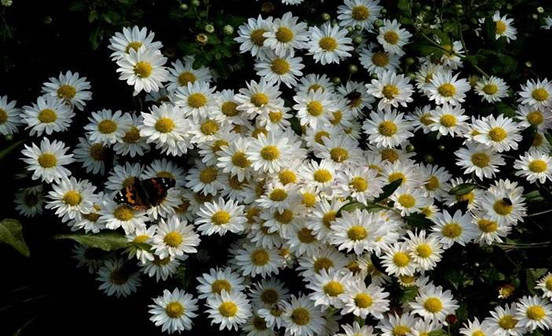 墓地選址的吉兇禍福