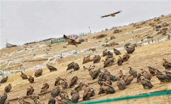 藏族奇特的葬禮&mdash;&mdash;天葬 