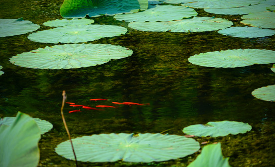 墓地位置選好龍脈入葬旺百年