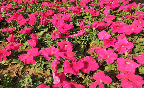 不立碑的原因是什么，會對后代有影響嗎