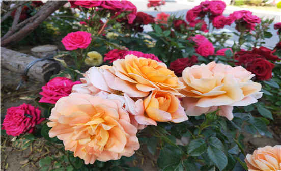 選擇墓地的朝向的口訣