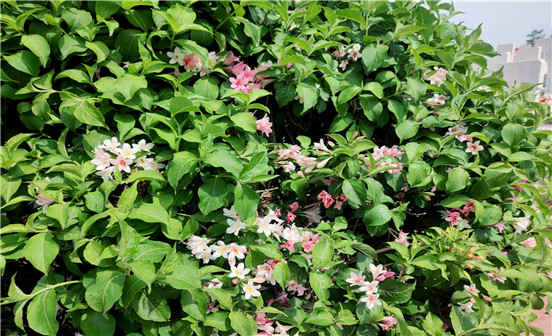 有關(guān)墓地的重要事項