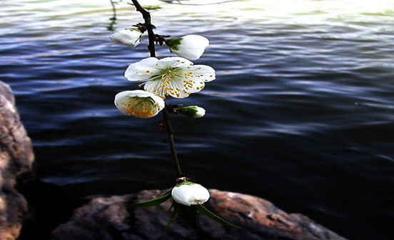 先人的靈堂(棚)和其他設(shè)備的擺放