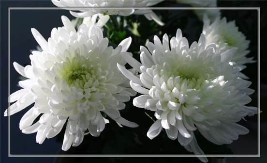 清明節(jié)掃墓應(yīng)該送什么花？