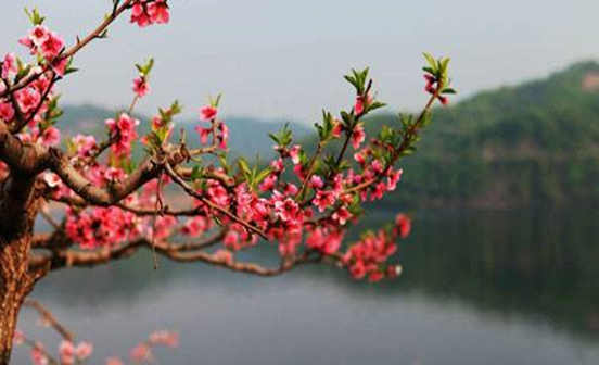 清明修墓注意事項