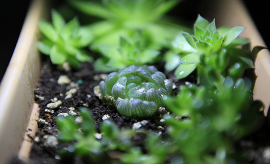 你知道逝者遺像怎么處理嗎？