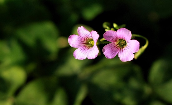 老人過世后什么時間下葬最好？