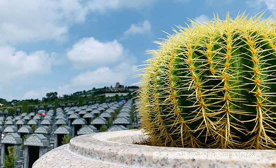 為何要說&ldquo;落葉歸根&rdquo;